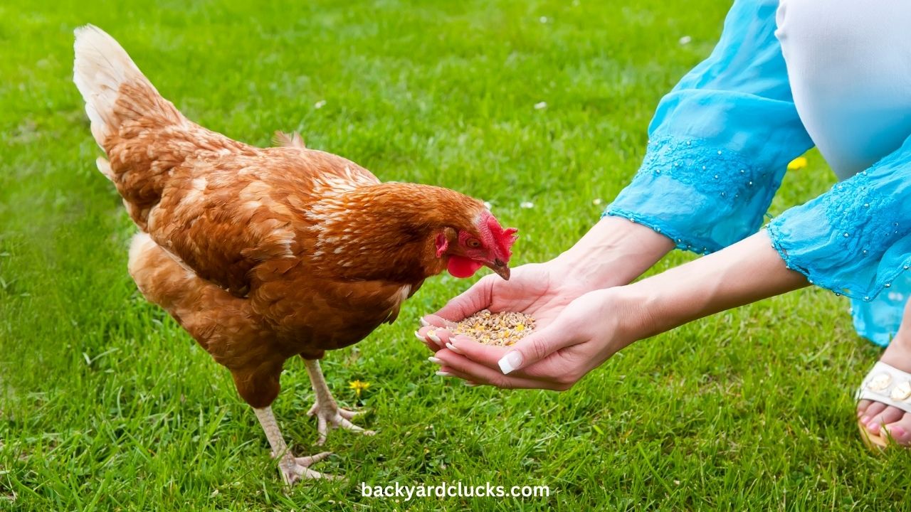 chickens have beaks and a gizzard that help in grinding the food