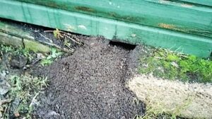 rats hole to chicken coop