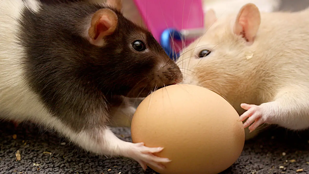 Do Rats Eat Chicken Eggs