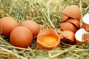 rats break chicken eggs