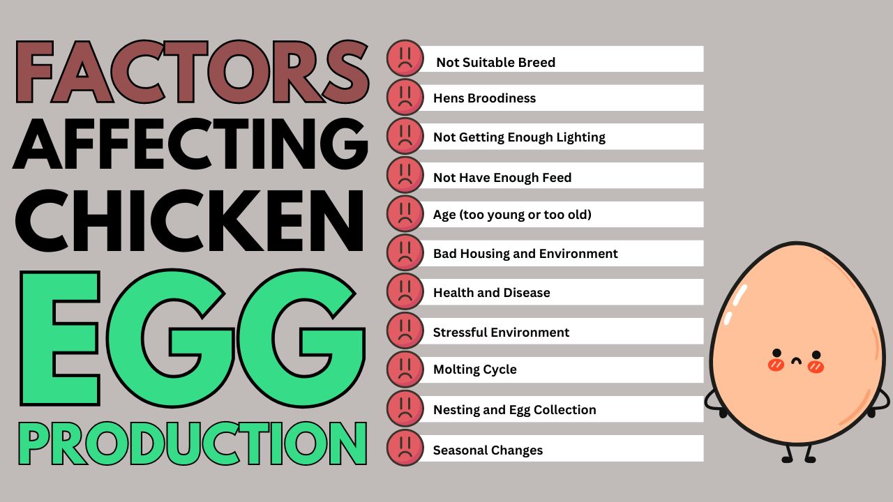 How to Increase Chicken Egg Production