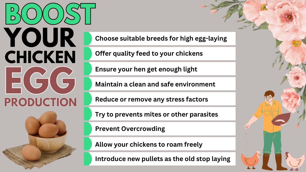 How to Increase Chicken Egg Production