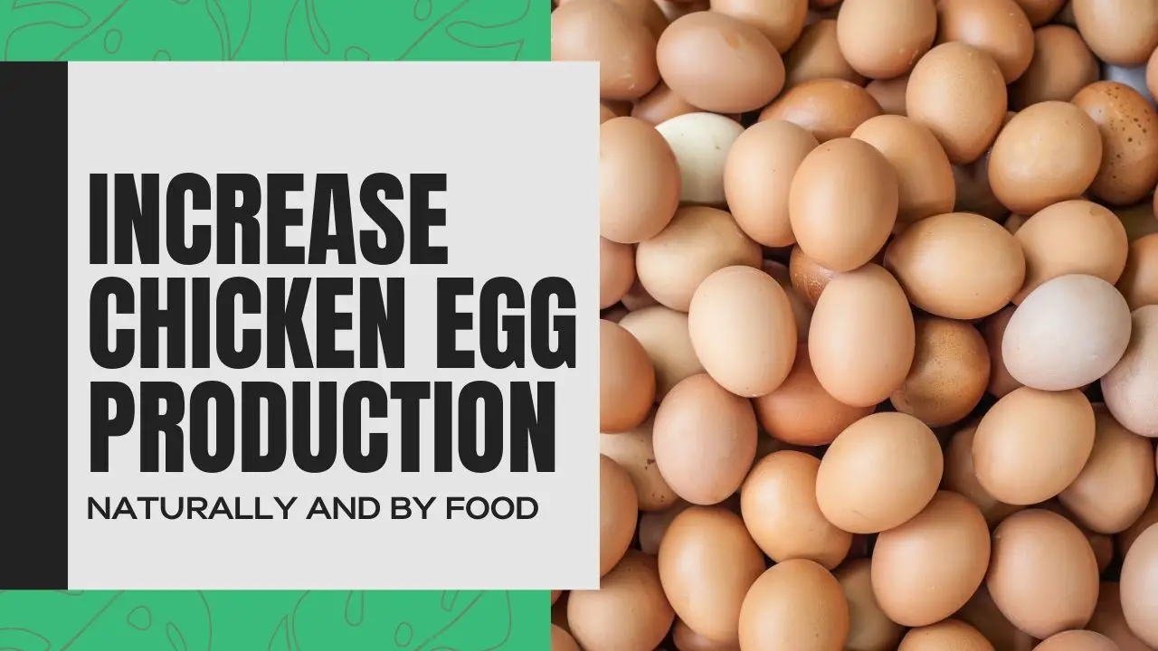 How to Increase Chicken Egg Production, eggs