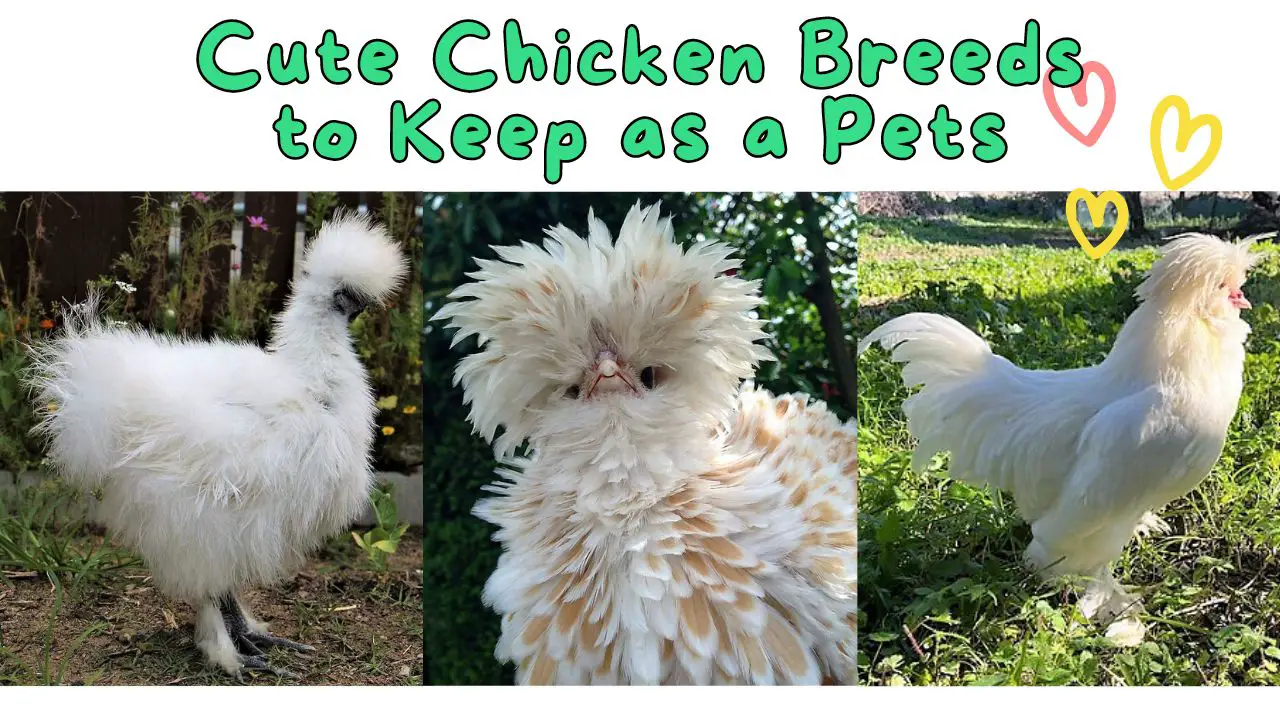 Cute Chicken Breeds, polish chicken, siliie chicken and sultan chicken picture