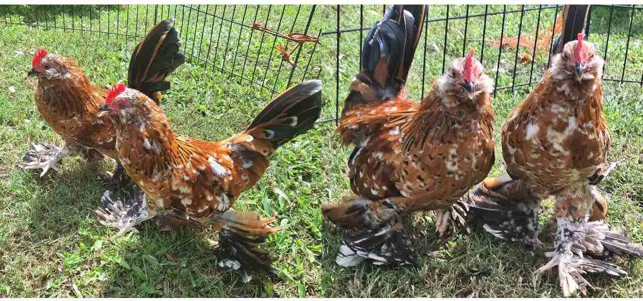 Belgian d'Uccle Chickens (Beauty with Clever) cute chickens