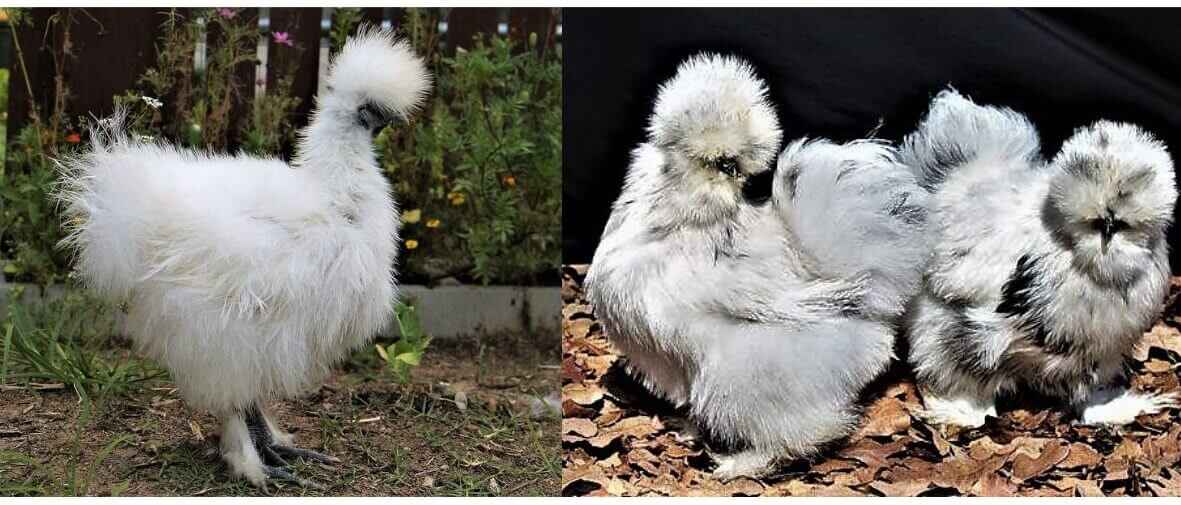 cute-chickend-breed-silkie