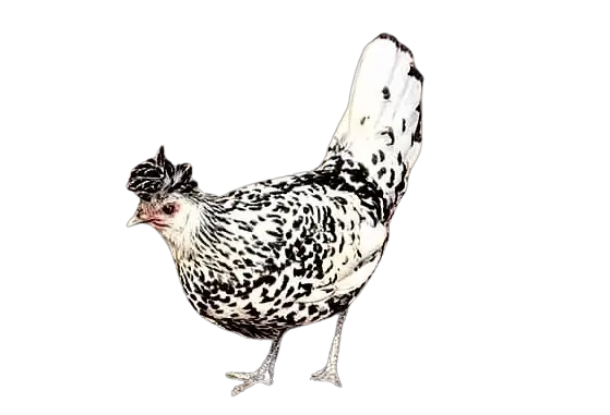 Chicken types that Lay Largest Eggs
