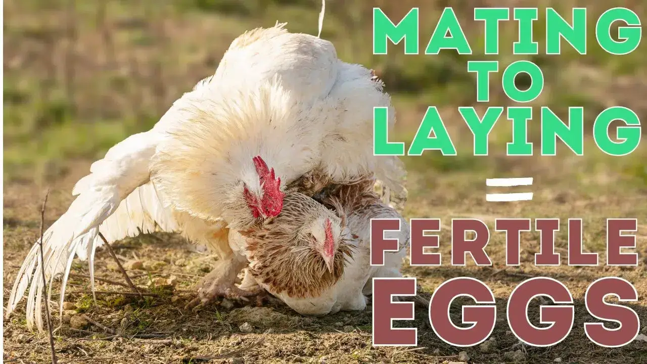 Can You Sell Fertilized Chicken Eggs For Eating, rooster mating eith hen 