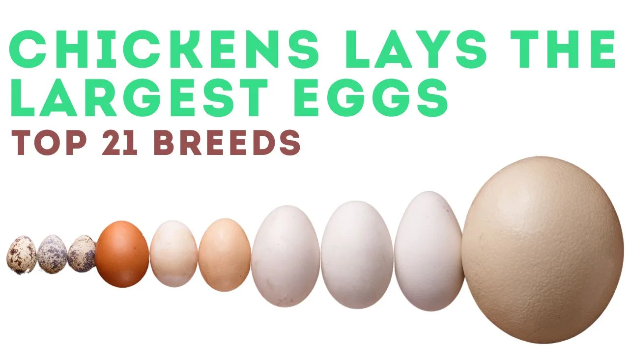 Which Chickens Lays the Largest Eggs