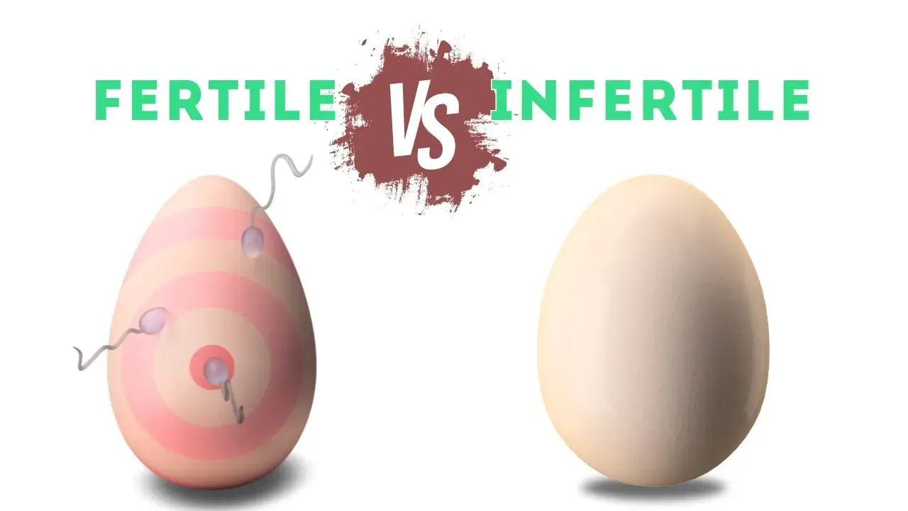 fertile egg vs infertile eggs