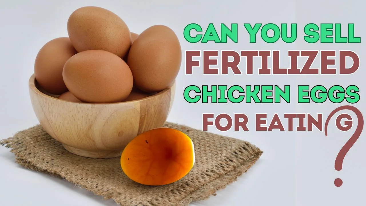 Can You Sell Fertilized Chicken Eggs For Eating