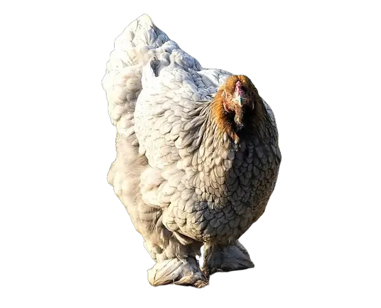 jumbo egg layer chicken breed cochin