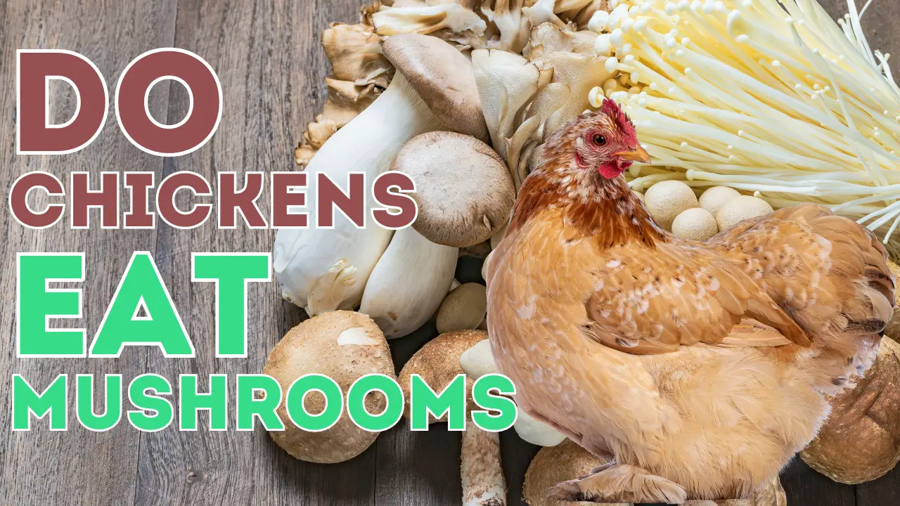 Do Chickens Eat Mushrooms