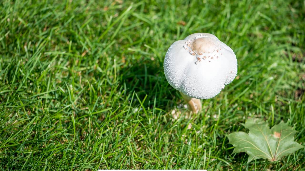  Mushrooms in yard