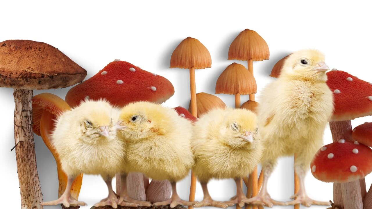 Do Chickens Eat Mushrooms