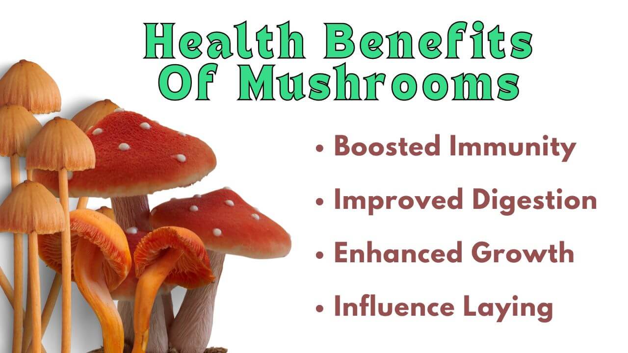 benefits of mushrooms to feed your chickens