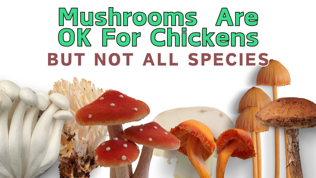 Do Chickens Eat Mushrooms