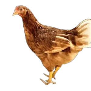 golden comet chickens lays the largest eggs