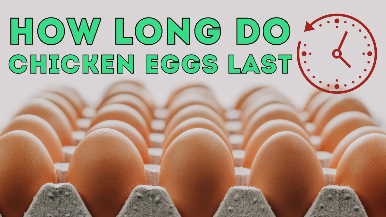 How Long Do Chicken Eggs Last