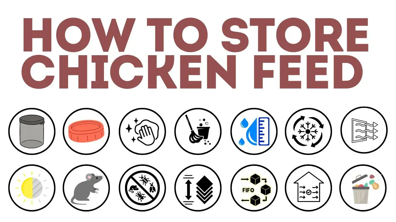 How To Store Chicken Feed