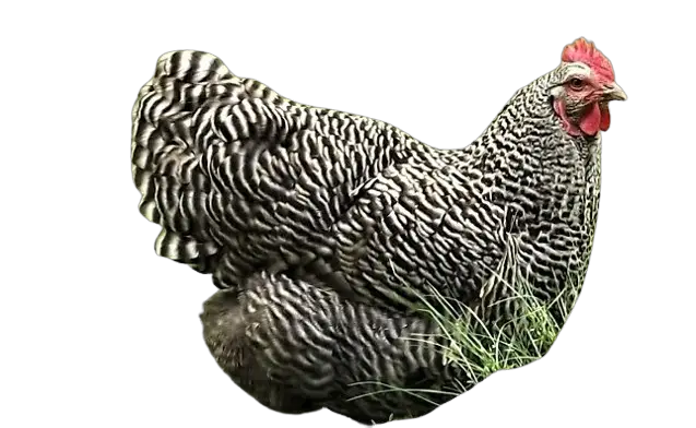 Chicken breeds that Lays The Largest Egg
