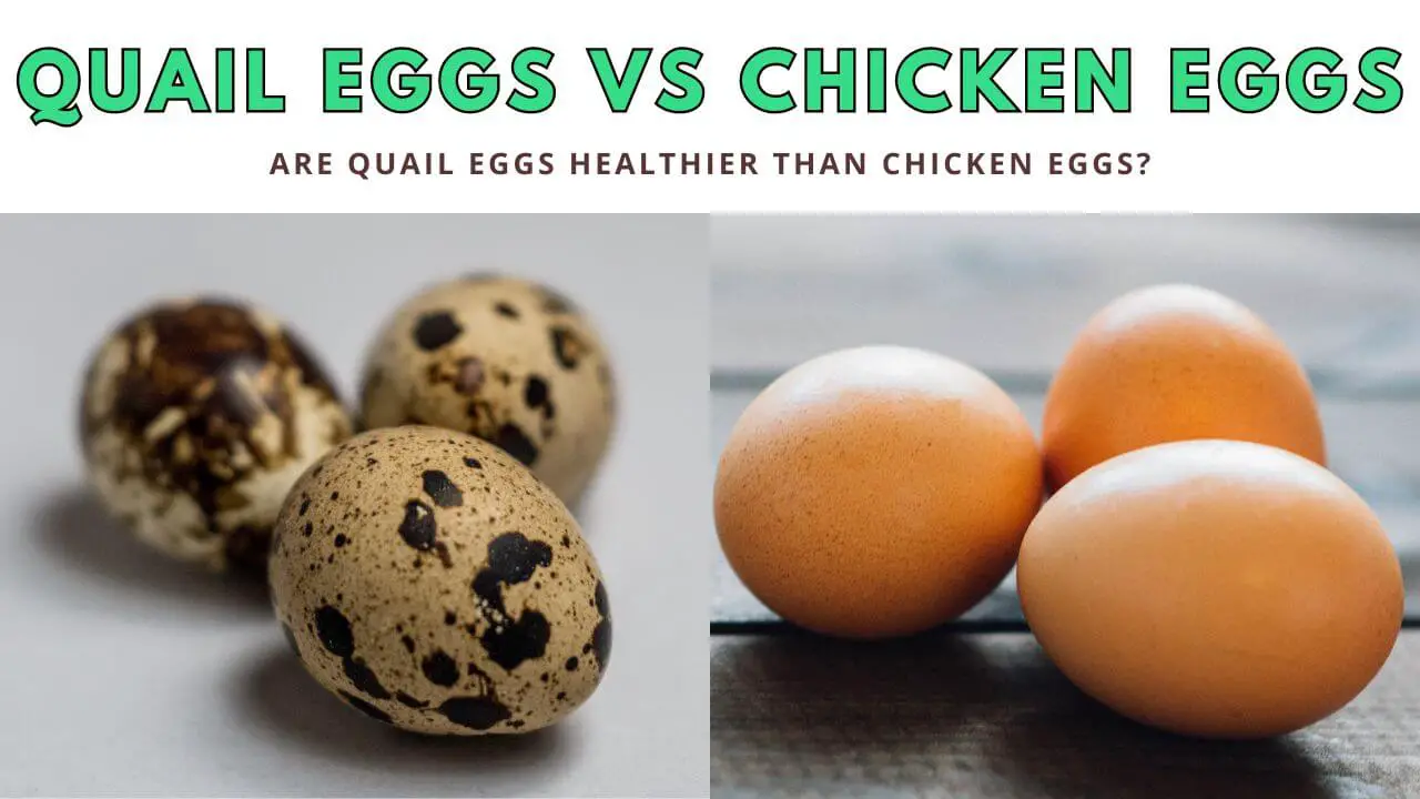 Are Quail Eggs Healthier Than Chicken Eggs?