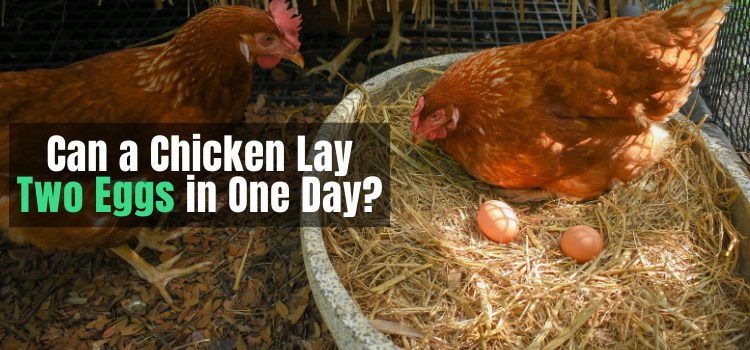 Can a Chicken Lay Two Eggs in One Day