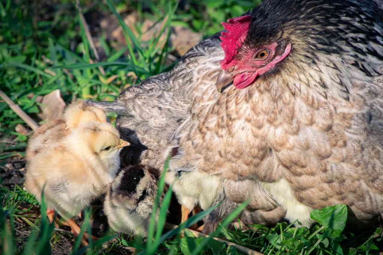 breaking broody chicken