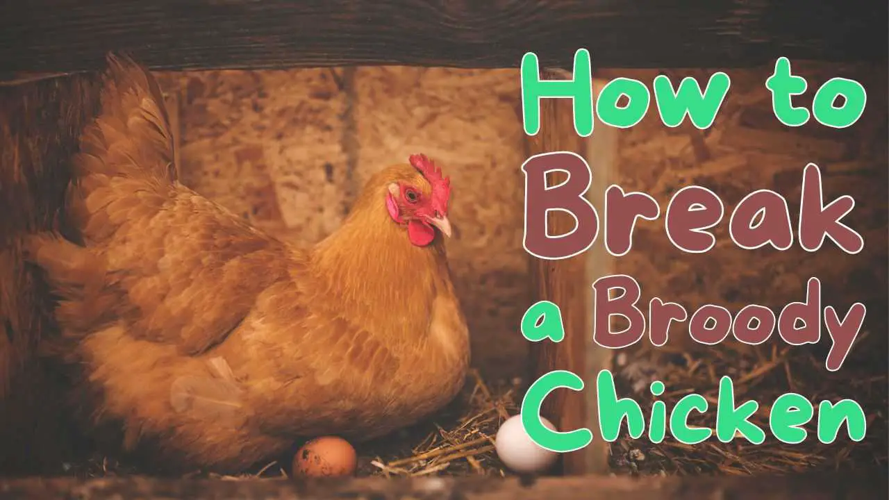 How to Break a Broody Chicken