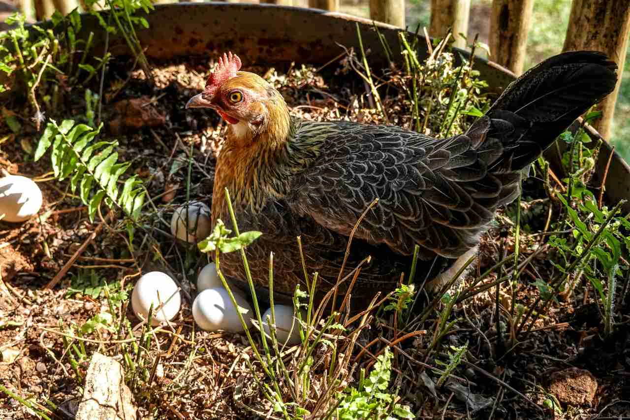 how to break broodiness of chicken 