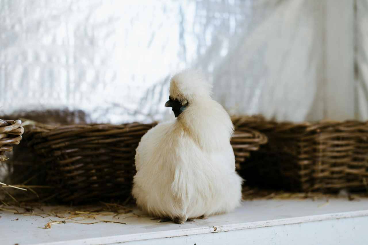 broody silkie hen