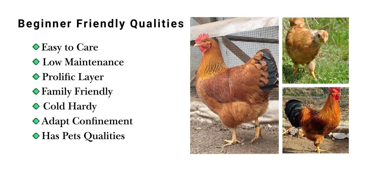 Best chicken breeds for backyard
