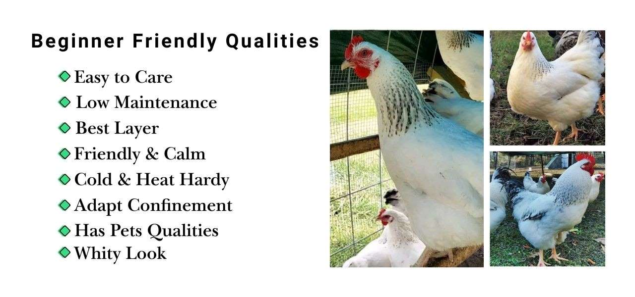 Best chicken breeds for kids
