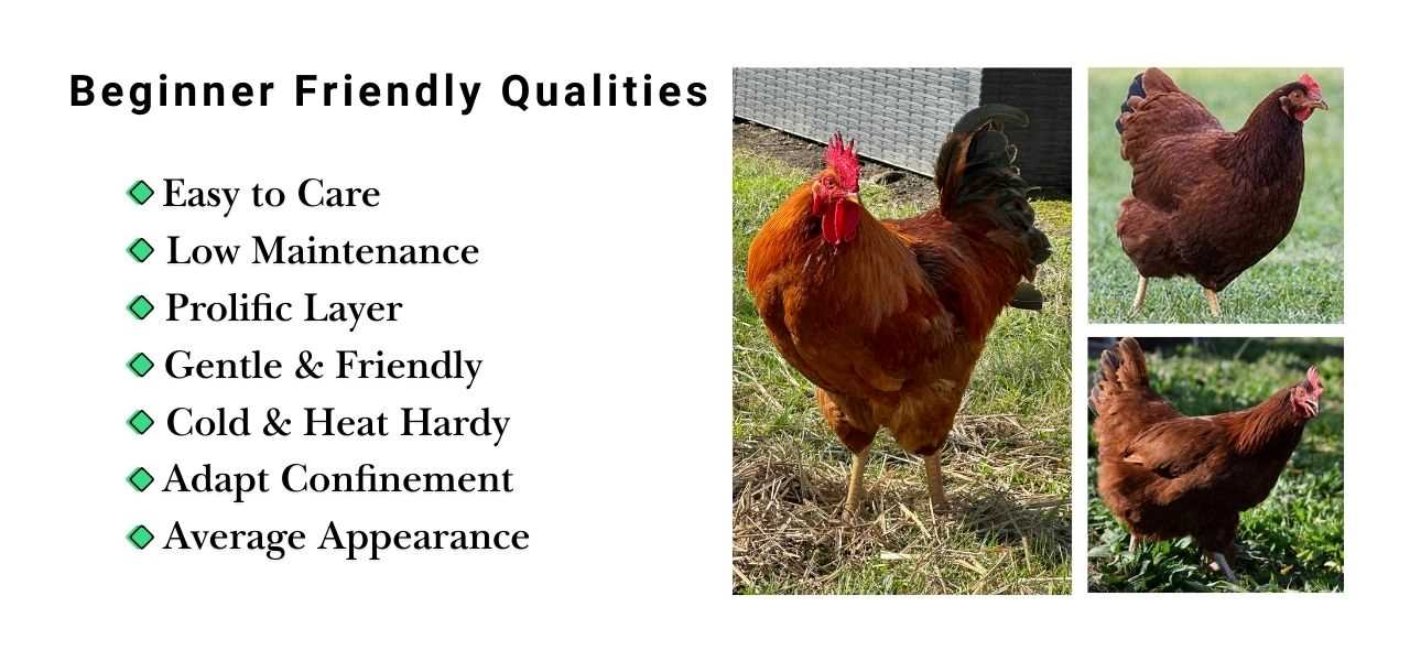 best breed for new chicken keepers