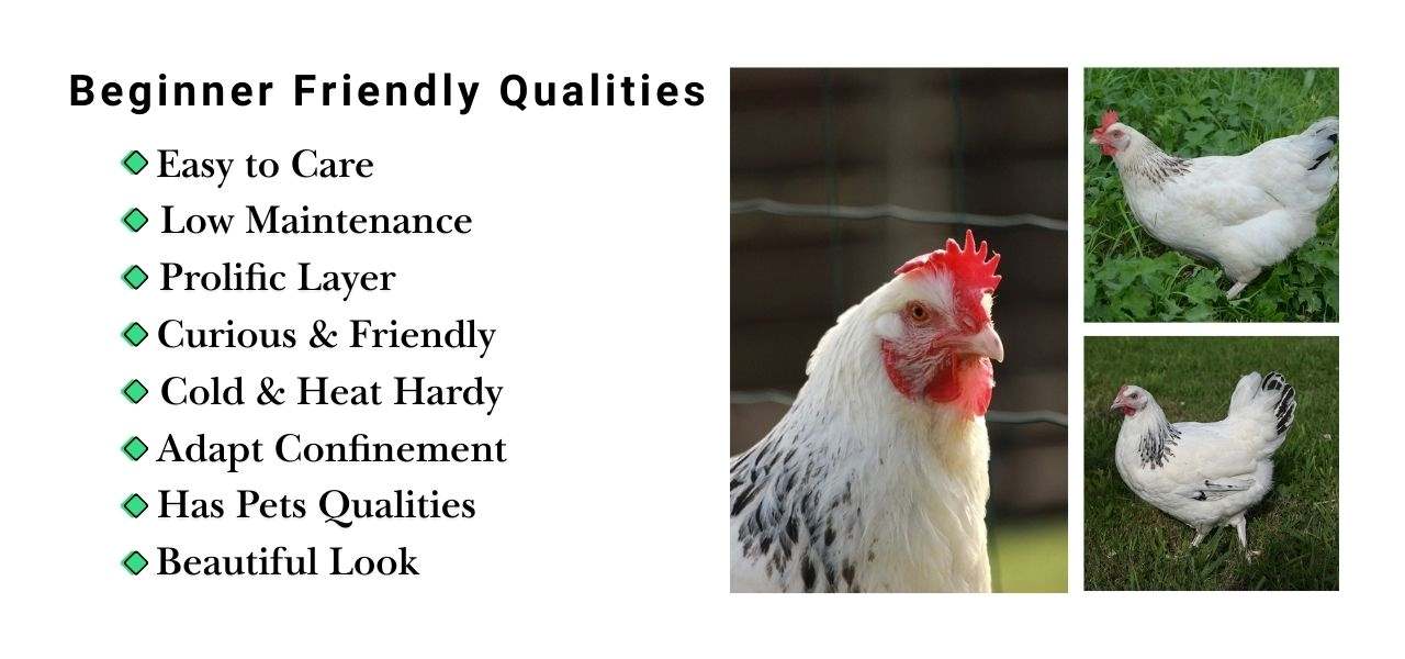 Best Chicken Breeds for Beginners