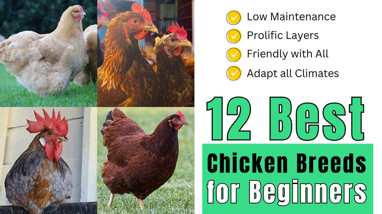 Best Chicken Breeds for Beginners