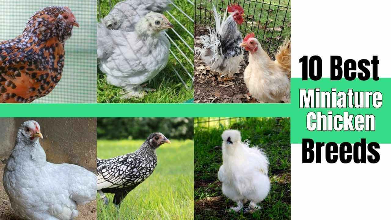 Best Miniature Chicken Breeds