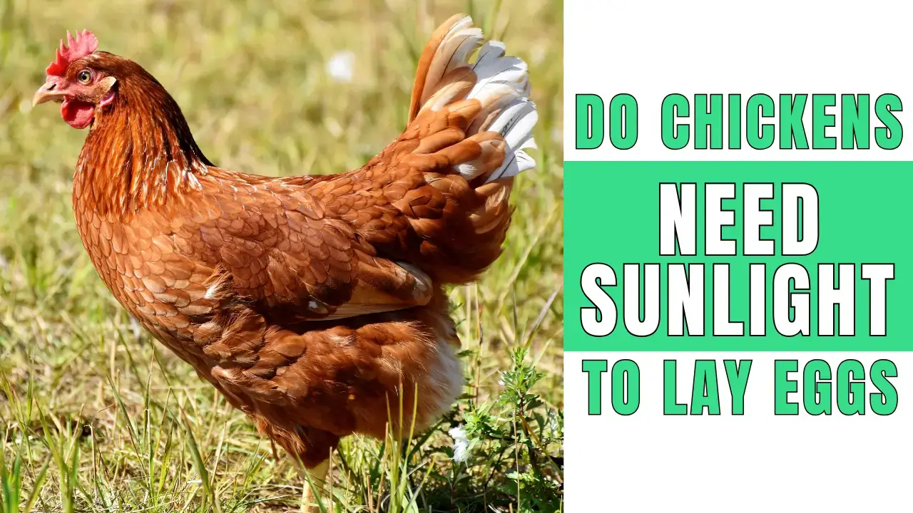 Do Chickens Need Sunlight to Lay Eggs