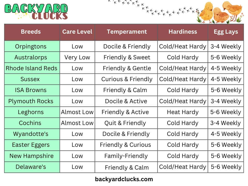 comparison chart of different beginner friendly chickens