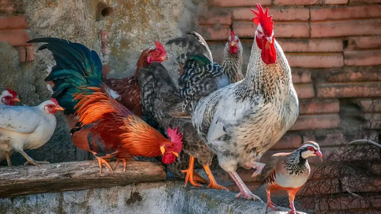 chicken flock 