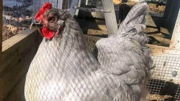 Lavender Orpington Chickens