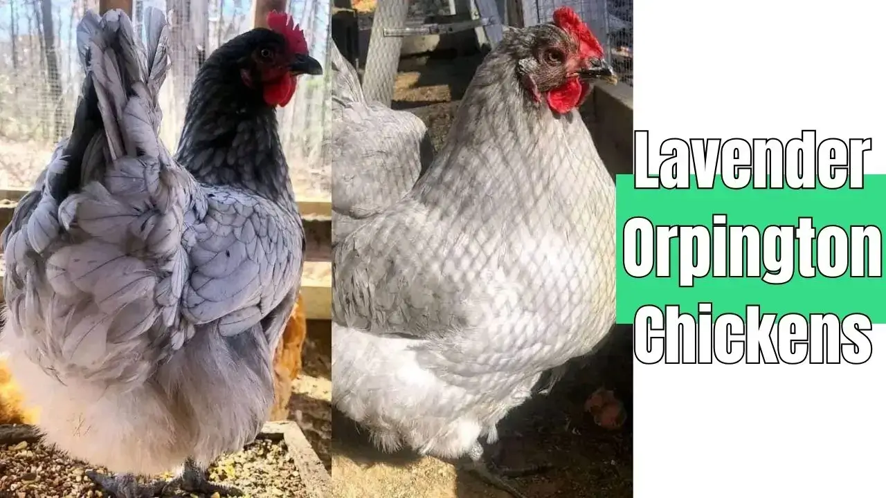 Lavender Orpington Chickens