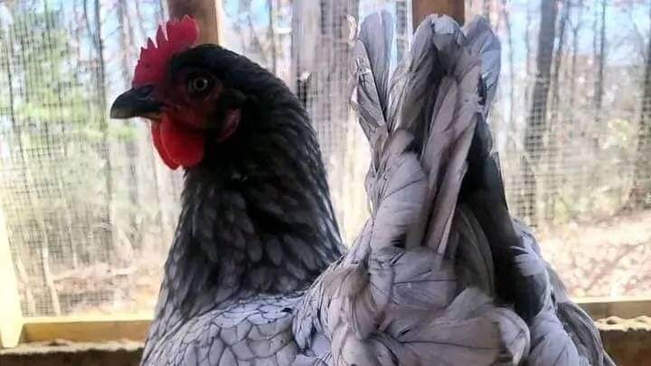 Lavender Orpington Chickens