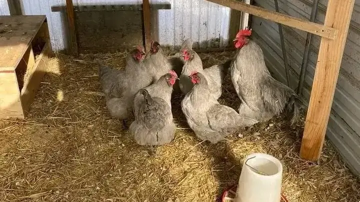 Chickens