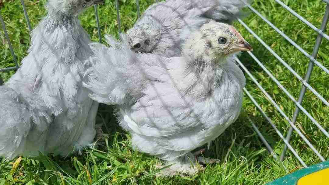 small chicken breed