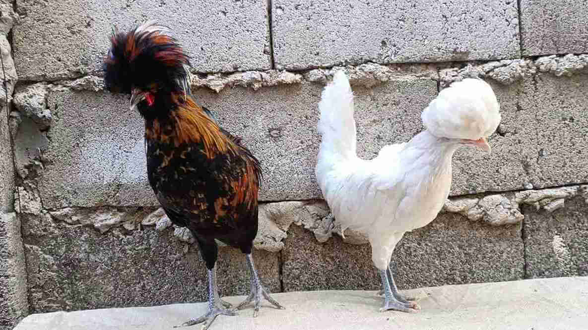 small version of chicken breeds