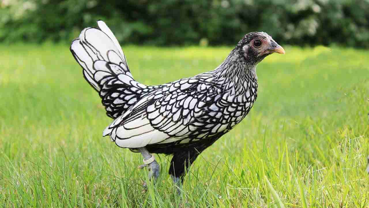 best miniature chicken breed