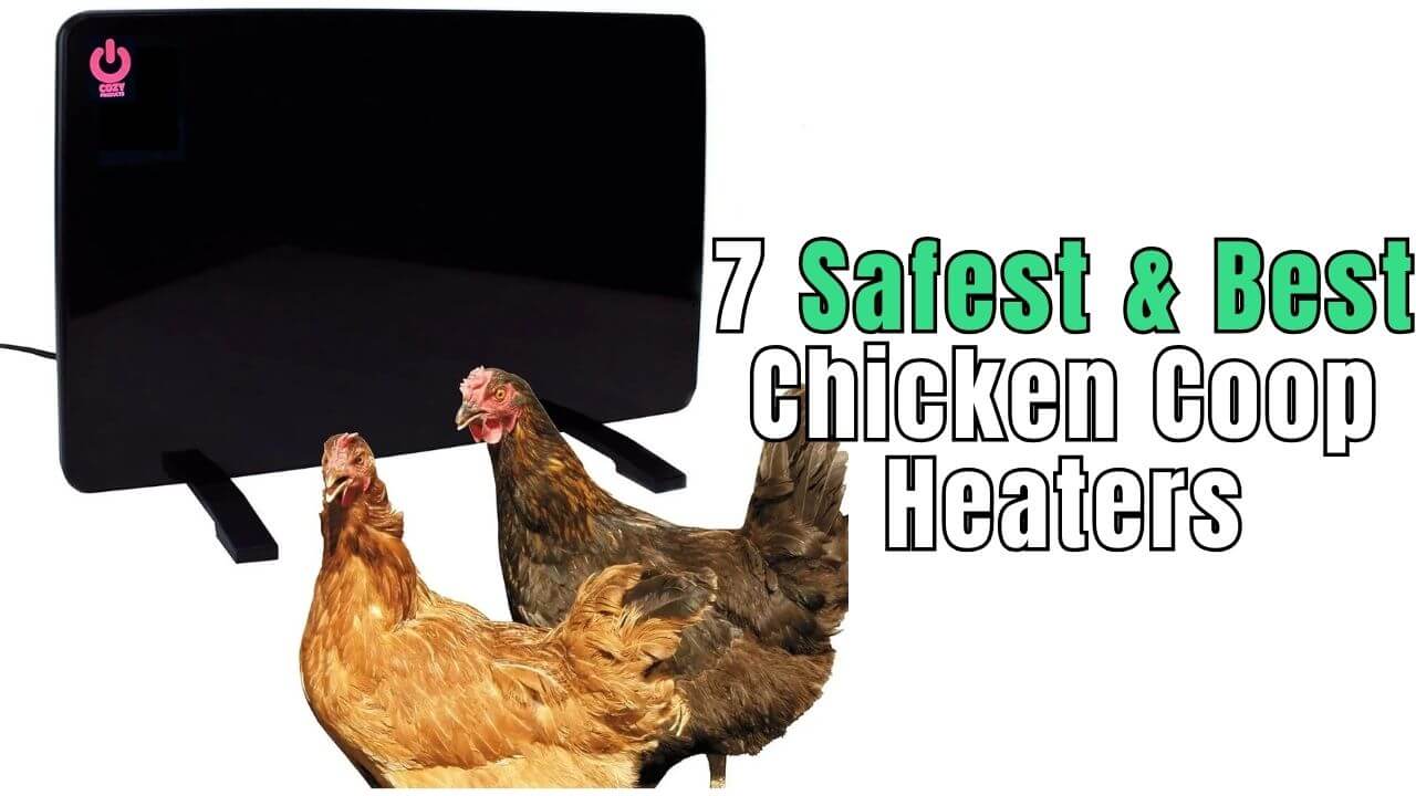 Best Chicken Coop Heater 2025