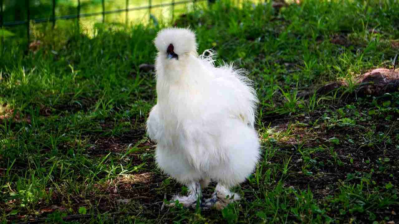 mini chicken breed