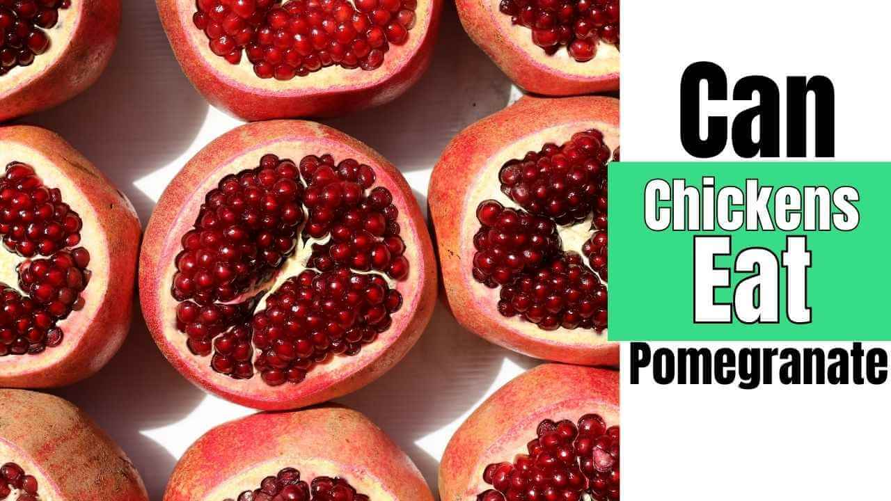 Can Chickens Eat Pomegranate